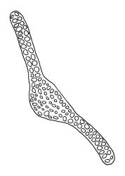 Orthotrichum crassifolium subsp. crassifolium, cross-section of upper laminal cells including costa. Drawn from D.H. Vitt 2316, CHR 556093.
 Image: R.C. Wagstaff © Landcare Research 2017 